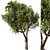  Modern Olive Tree Vray 3D 3D model small image 1