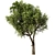  Modern Olive Tree Vray 3D 3D model small image 2