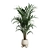 Exotic Indoor Plants Collection Bundle 3D model small image 5