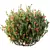 Tropical Ixora Jasmine Gardens Models 3D model small image 3