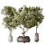 Bonsai & Olive Indoor Plant Set 3D model small image 1