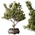 Bonsai & Olive Indoor Plant Set 3D model small image 2