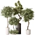 Bonsai Pinus & Artificial Olive Set 3D model small image 1