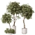 Bonsai Pinus & Artificial Olive Set 3D model small image 2