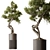 Bonsai Pinus & Artificial Olive Set 3D model small image 3