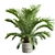 Exotic Sago Palm Ornamental Plant 3D model small image 5