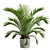 Exotic Sago Palm Ornamental Plant 3D model small image 6