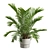 Exotic Sago Palm Ornamental Plant 3D model small image 7