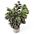 Modern Concrete Indoor Plants Set 3D model small image 1