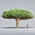 Socotra Dragon Tree 3D Model 3D model small image 2