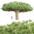 Socotra Dragon Tree 3D Model 3D model small image 4