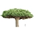 Socotra Dragon Tree 3D Model 3D model small image 6