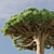 Socotra Dragon Tree 3D Model 3D model small image 10