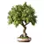 Miniature Bonsai Tree Set 3D model small image 1
