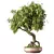 Miniature Bonsai Tree Set 3D model small image 2