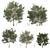 Premium Eucalyptus Grandis Tree Model 3D model small image 1