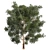 Premium Eucalyptus Grandis Tree Model 3D model small image 6