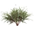 Premium Eucalyptus Websteriana Tree Model 3D model small image 2