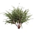 Premium Eucalyptus Websteriana Tree Model 3D model small image 5