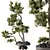 Premium Bonsai Pinus Set	with Textures 3D model small image 3