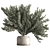 Ficus 787 - Potted Tree 3D model small image 1