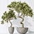 Versatile Indoor Olive Tree Set 3D model small image 4