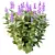 Tibouchina Glory Bush Model Kit 3D model small image 5