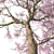 Cherry Blossom Tree Coll. 3D model small image 2