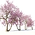 Cherry Blossom Tree Coll. 3D model small image 4