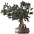 Zen Bonsai Indoor Plant Set 3D model small image 1