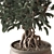 Zen Bonsai Indoor Plant Set 3D model small image 4